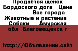 Продаётся щенок Бордоского дога › Цена ­ 37 000 - Все города Животные и растения » Собаки   . Амурская обл.,Благовещенск г.